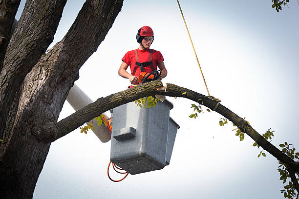 Professional Tree Removal in Mcgregor, TX